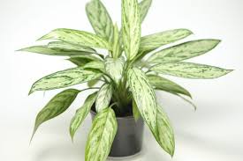 AGLAONEMA (SILVER QUEEN)