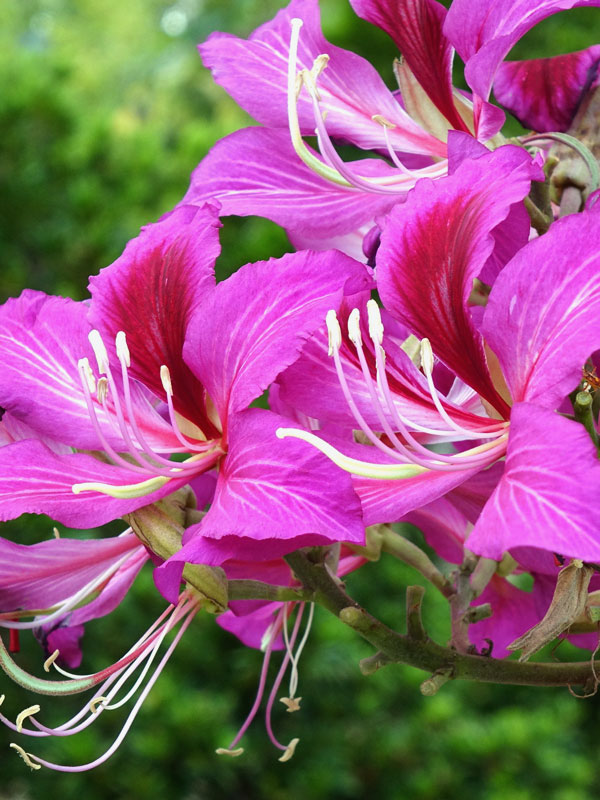 BAUHINIA PURPLE