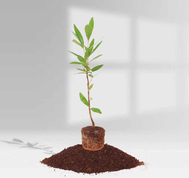 JAMUN ( SHIZIJIUM CUMINI )