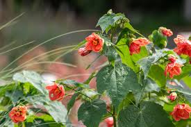 ABUTILON