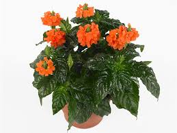 CROSSANDRA (INFUDIBULIFORMIS ,MONA WALLHEAD)