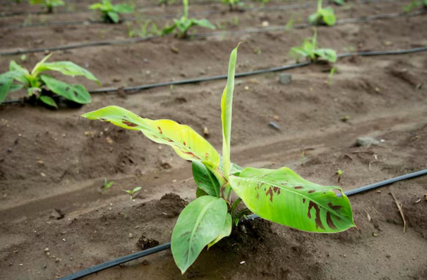 BANANA - MUSA PARADISIACA