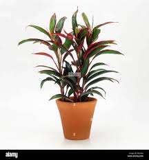 CORDYLINE (FRUTICOSA, RED EDGE)