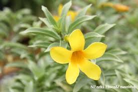 ALLAMANDA (CATHARTICA SILVER DWARF)