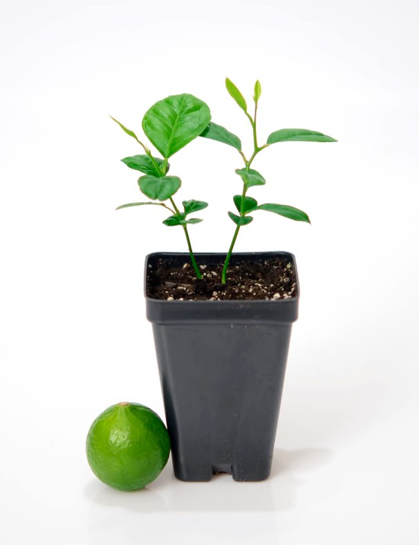 LIME ( CITRUS LIME TREE )