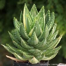 ALOE (MITRIFORMIS)