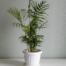 CHAMAEDOREA (ELEGANS)