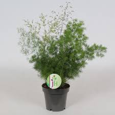 ASPARAGUS (UMBELLATUS)