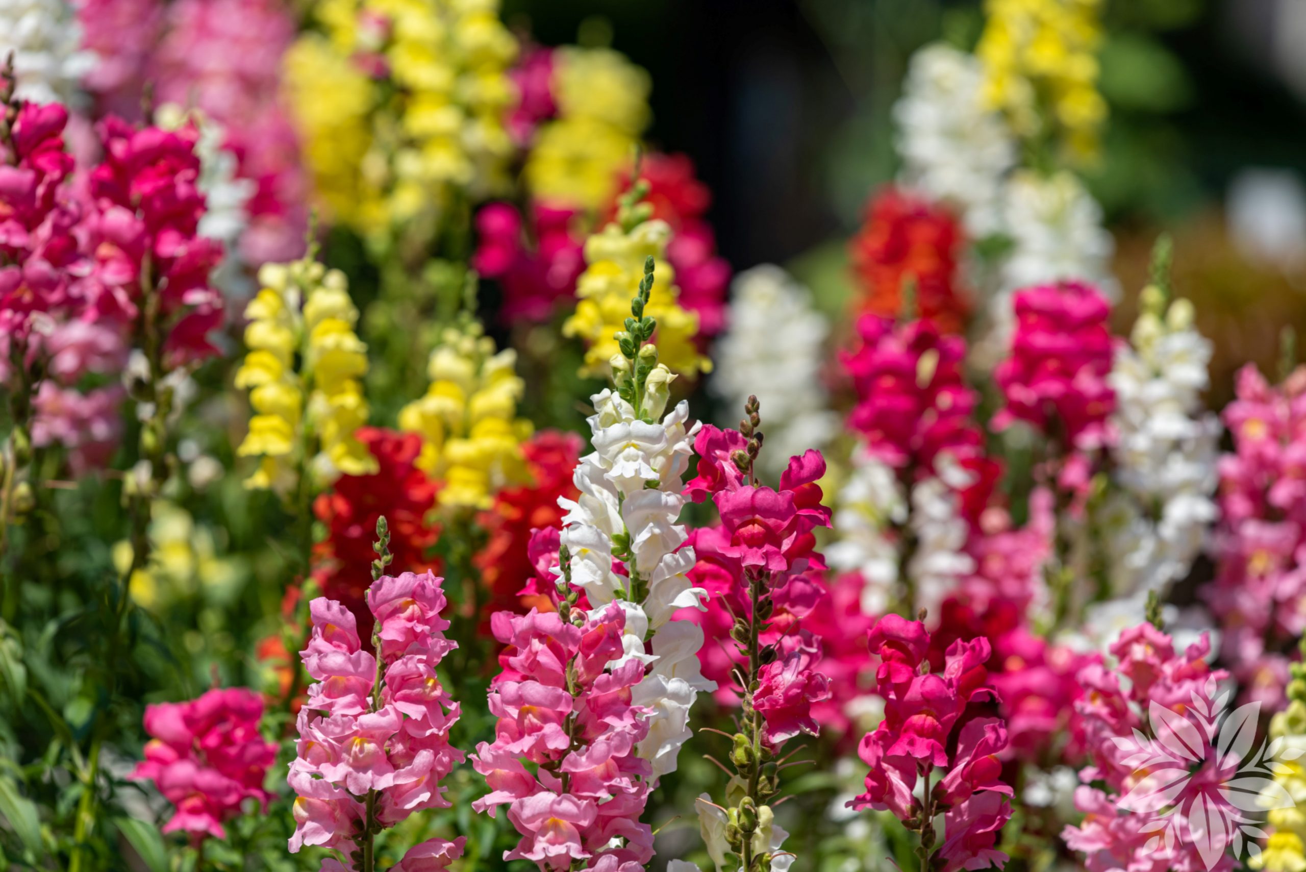 ANTHIRRHINUM ( MAJUS )