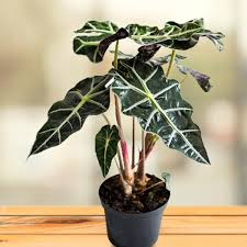 ALOCASIA (AMAZONICA)