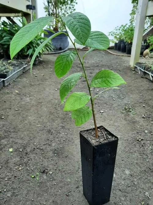 ANONA CHERIMOYA - LAKSHMAN PHAL