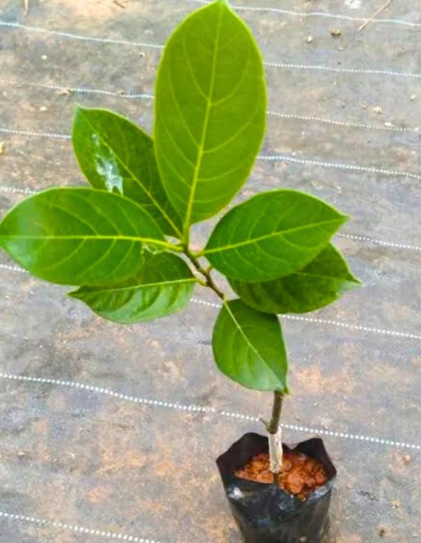 JACK FRUIT ( YELLOW )