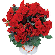 BEGONIA (ELATIOR GR BARKOS)