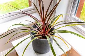 CORDYLINE (FRUTICOSA, WHITE EDGE)