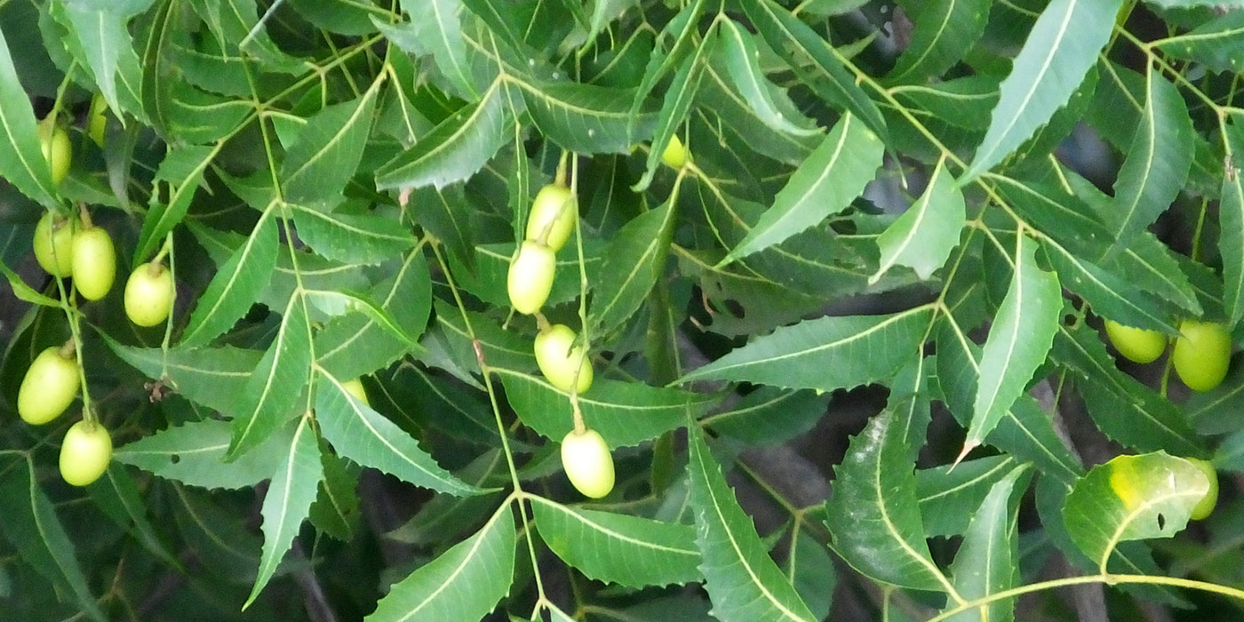 AZADIRAKTA INDICA ( NEEM )