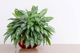 AGLAONEMA (MARIA)