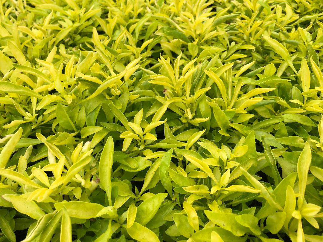 ALTERNANTHERA ( BETTZICKIANA ALTERNETRA YELLOW )