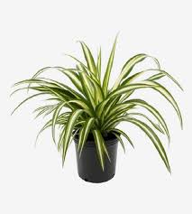 CHLOROPHYTUM